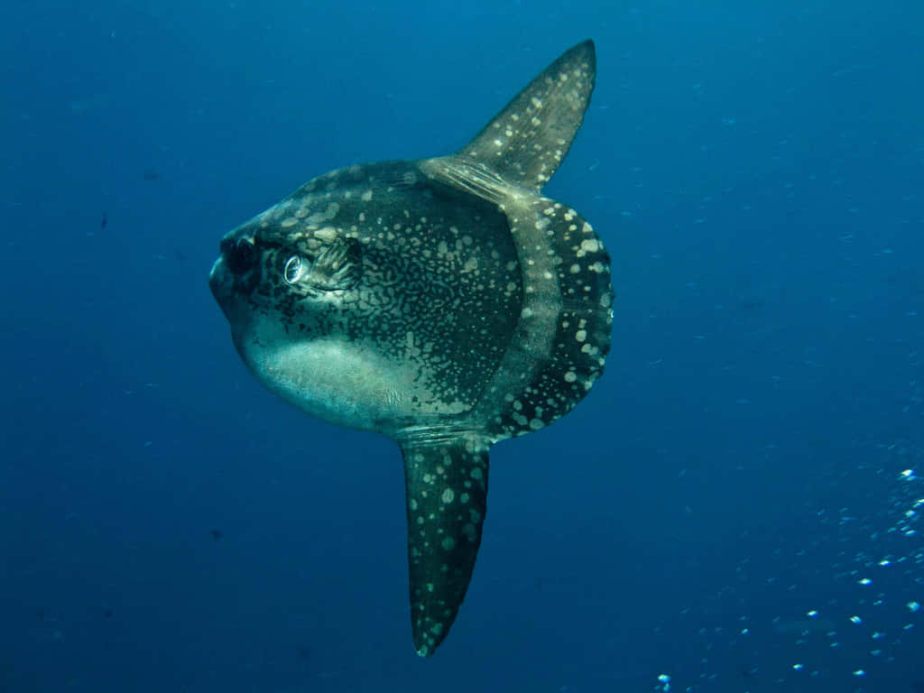 Majestic Sunfish Underwater Wallpaper