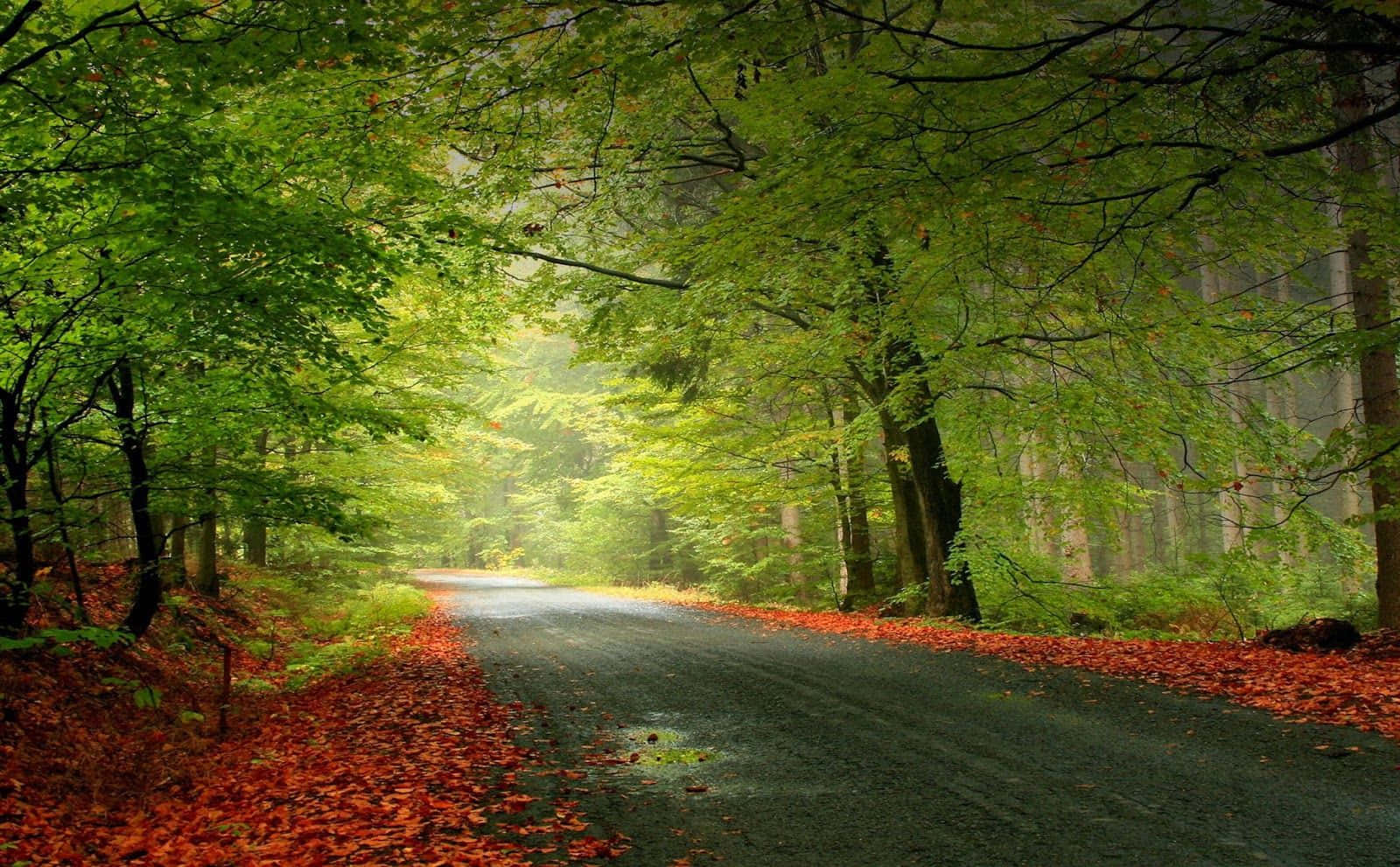 Majestic Sunlight Filtering Through A Lush Green Forest Wallpaper