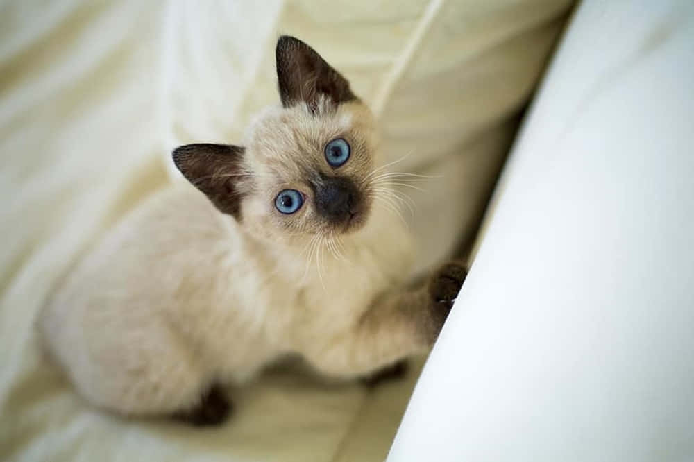 Majestic Thai Blue Cat Basking In Sunlight Wallpaper