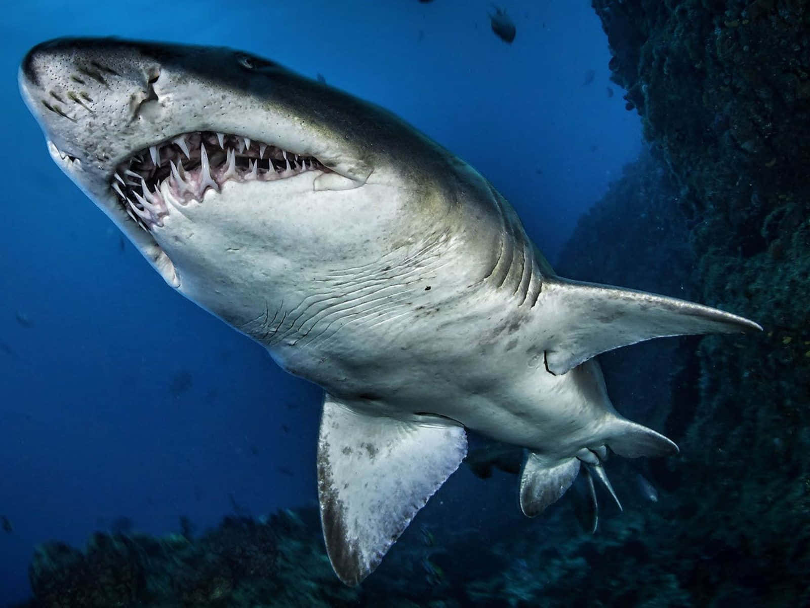 Majestic_ Tiger_ Shark_ Underwater.jpg Wallpaper