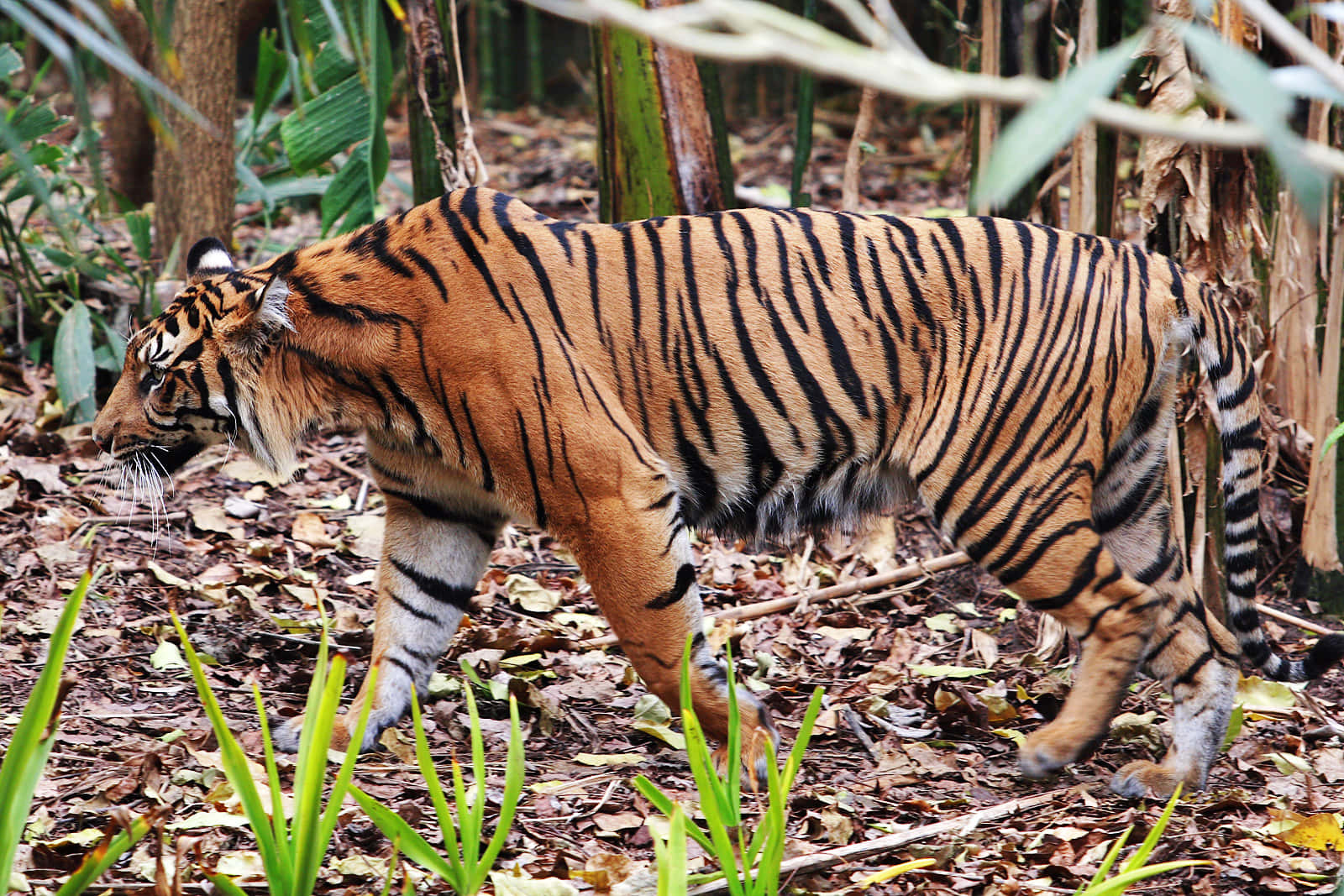 Majestic Tiger Walking Melbourne Zoo Wallpaper