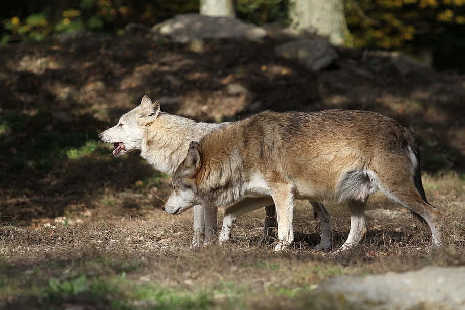 Majestic Timber Wolf Exploring The Wilderness Wallpaper