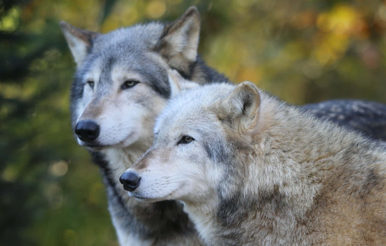 Majestic Timber Wolf Gazing Into The Distance Wallpaper