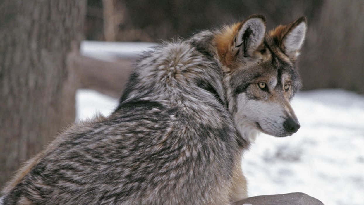 Majestic Timber Wolf In A Serene Forest Wallpaper