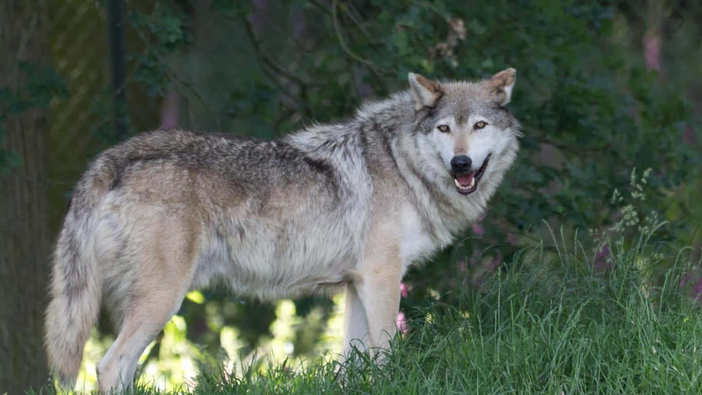 Majestic Timber Wolf In A Snowy Forest Wallpaper