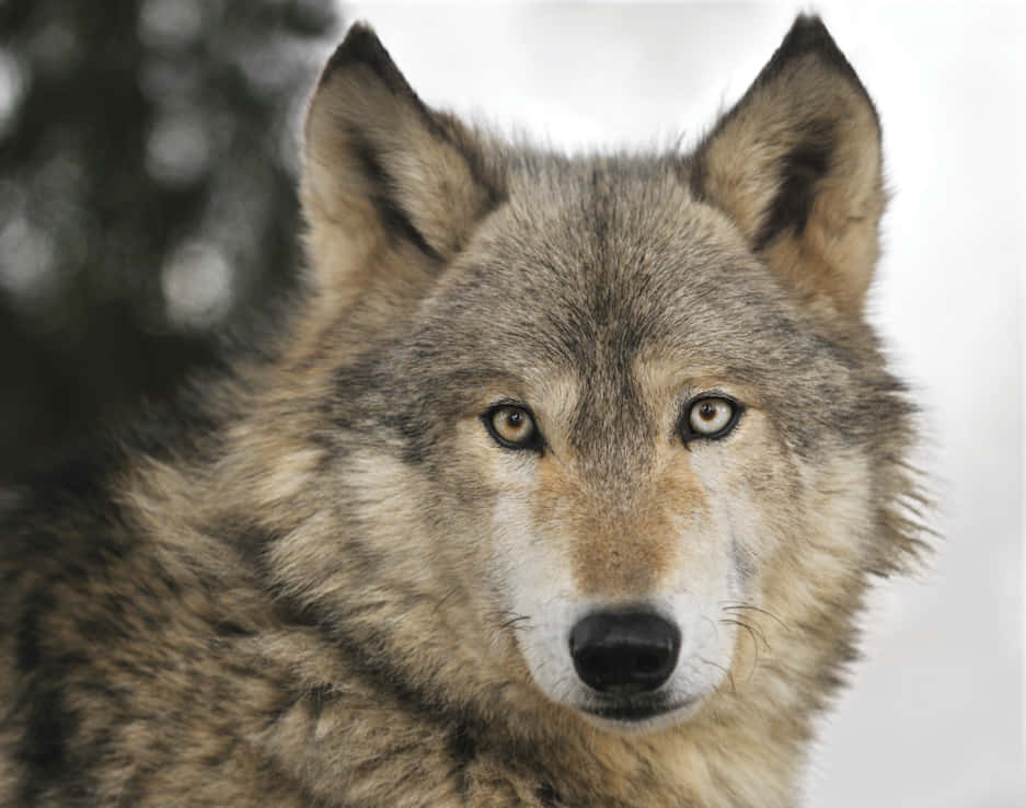 Majestic Timber Wolf In A Winter Forest Wallpaper