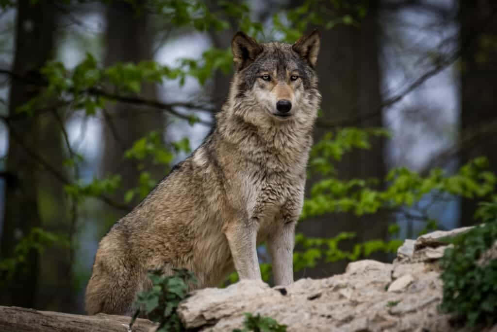 Majestic Timber Wolf In A Winter Landscape Wallpaper