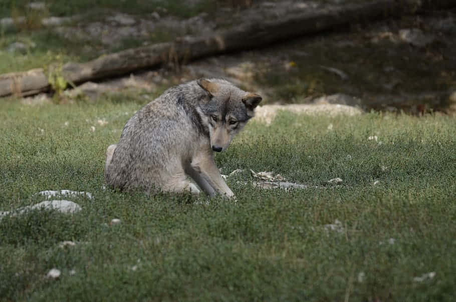 Majestic Timber Wolf In Its Natural Habitat Wallpaper