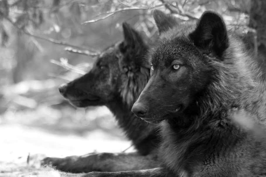 Majestic Timber Wolf In Its Natural Habitat Wallpaper