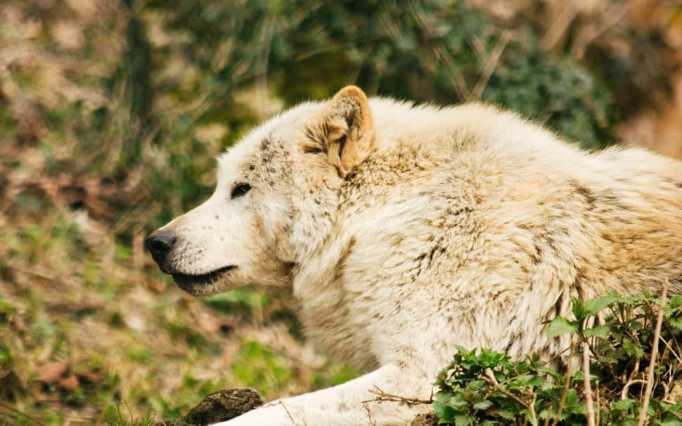 Majestic Timber Wolf In The Wild Wallpaper