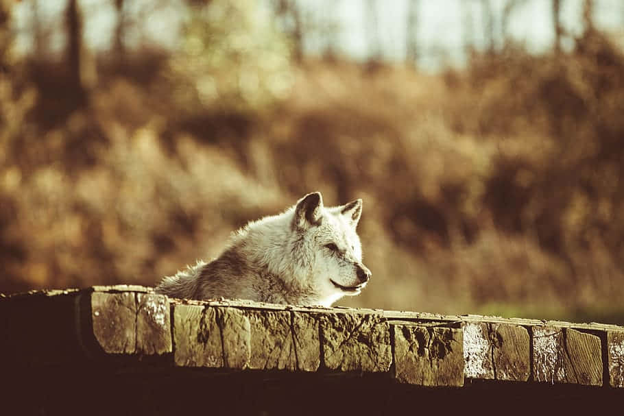 Majestic Timber Wolf In The Wild Wallpaper