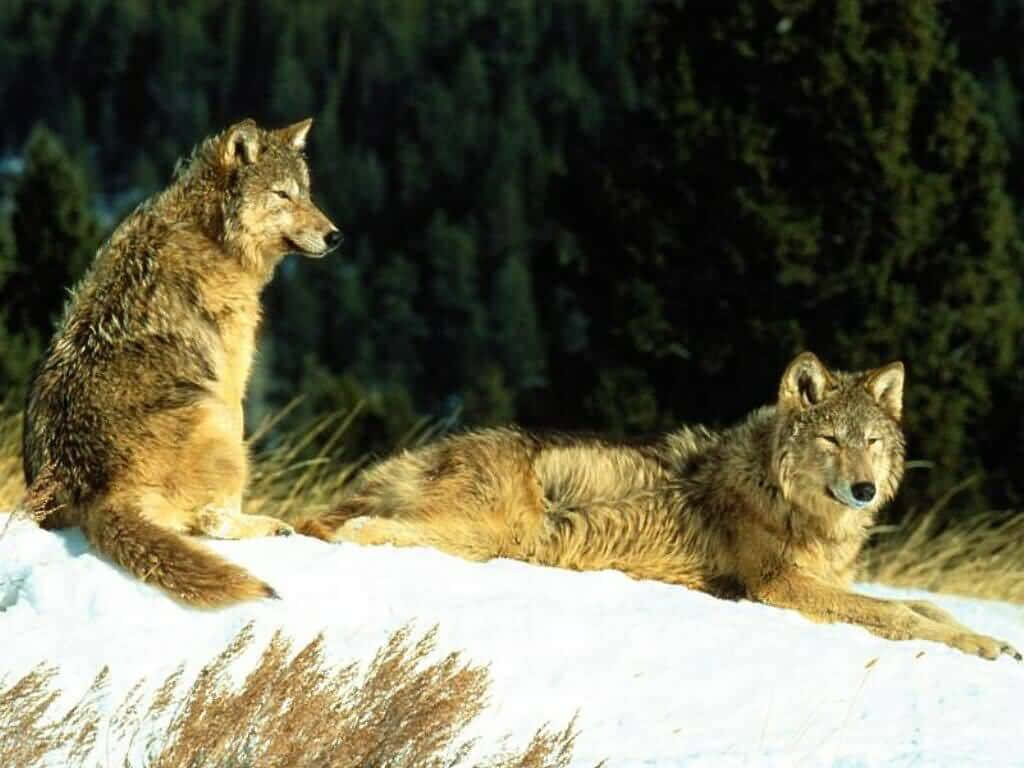 Majestic Timber Wolf In The Wild Wallpaper