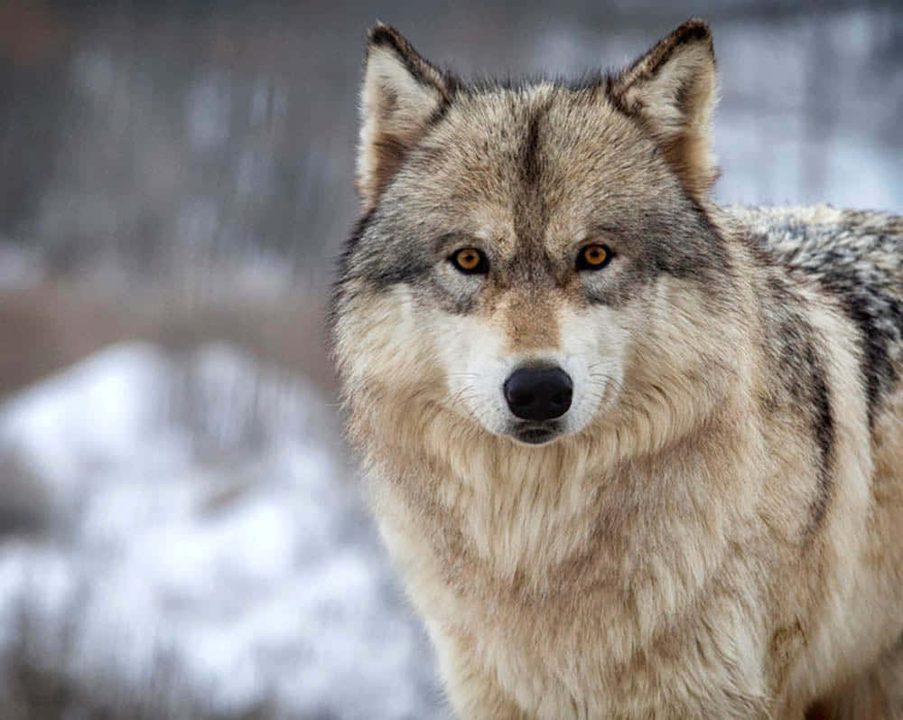 Majestic Timber Wolf In The Wild Wallpaper