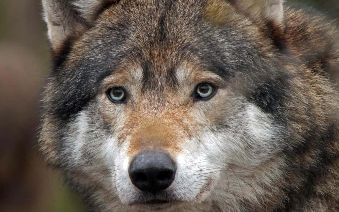 Majestic Timber Wolf In The Wild Wallpaper