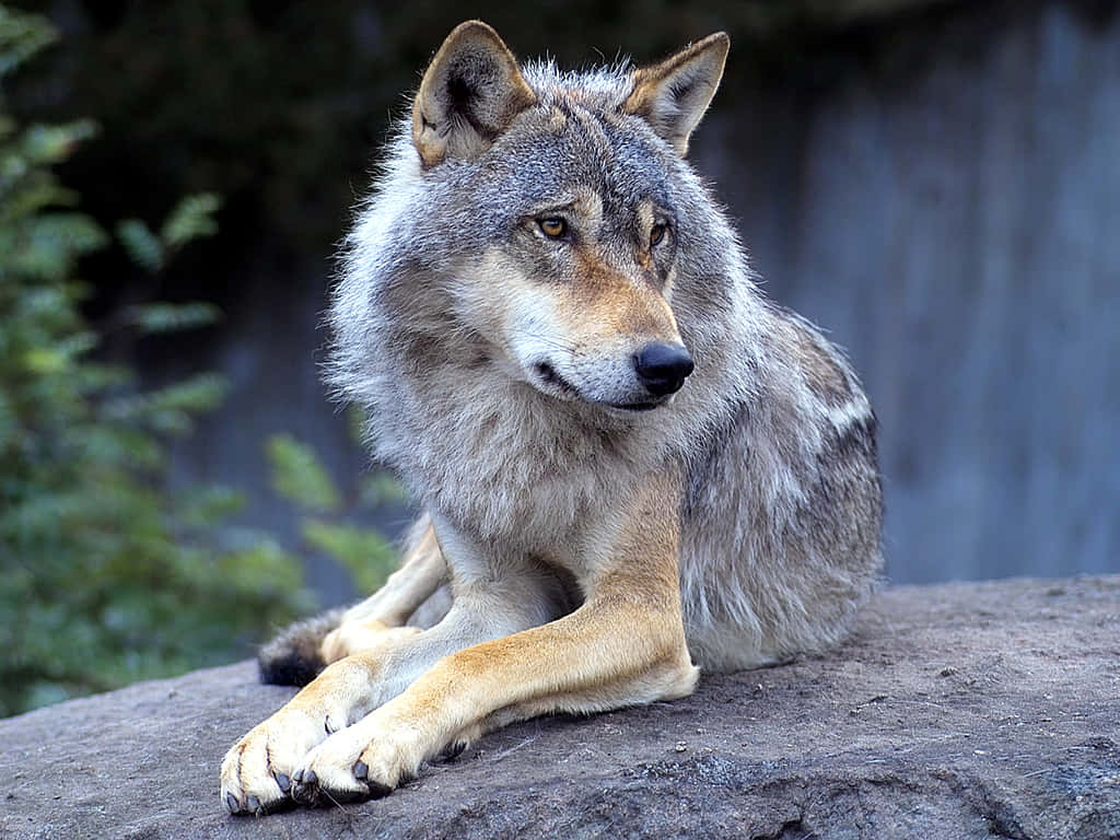 Majestic Timber Wolf In The Wild Wallpaper