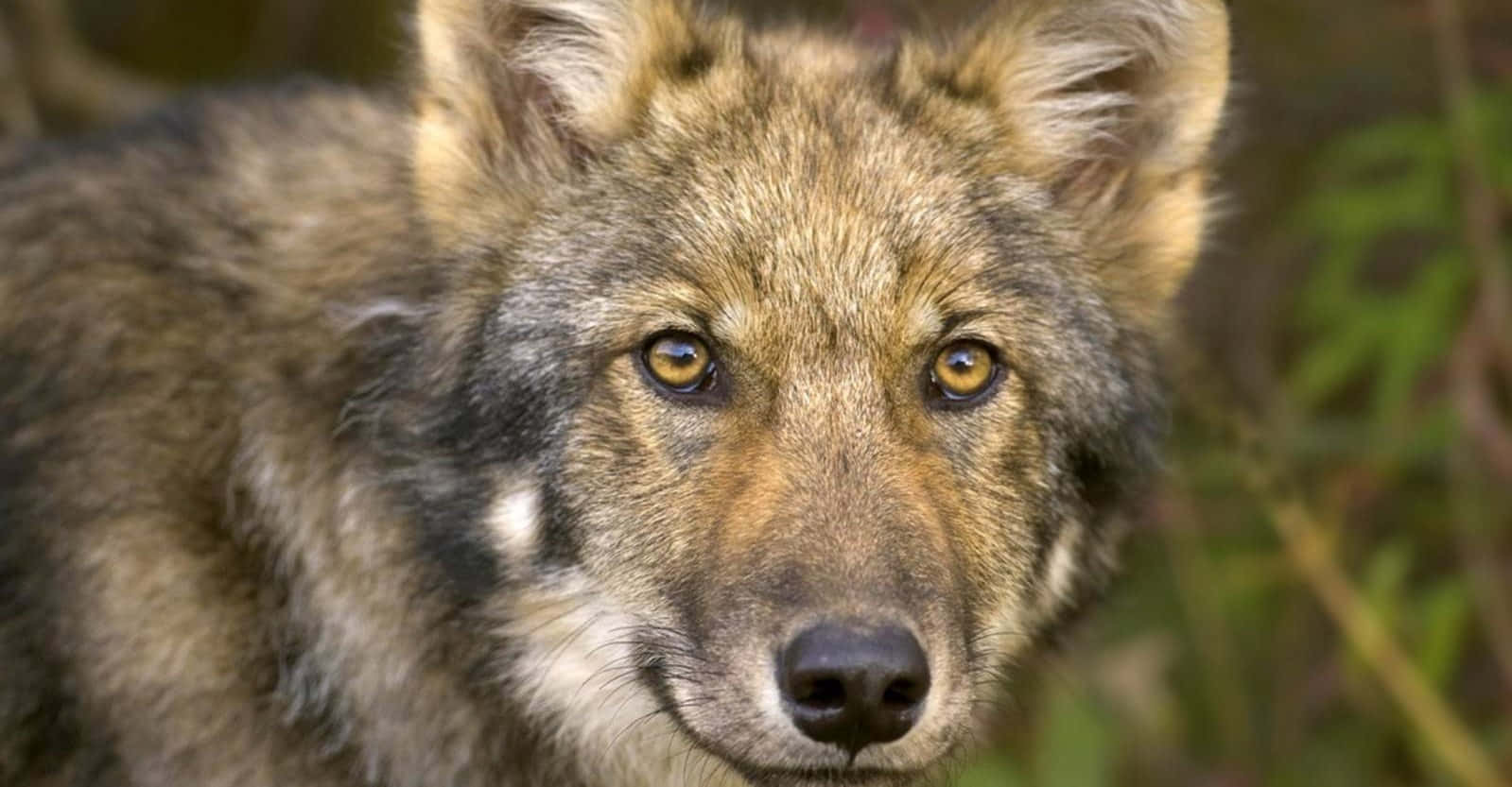 Majestic Timber Wolf In The Wild Wallpaper