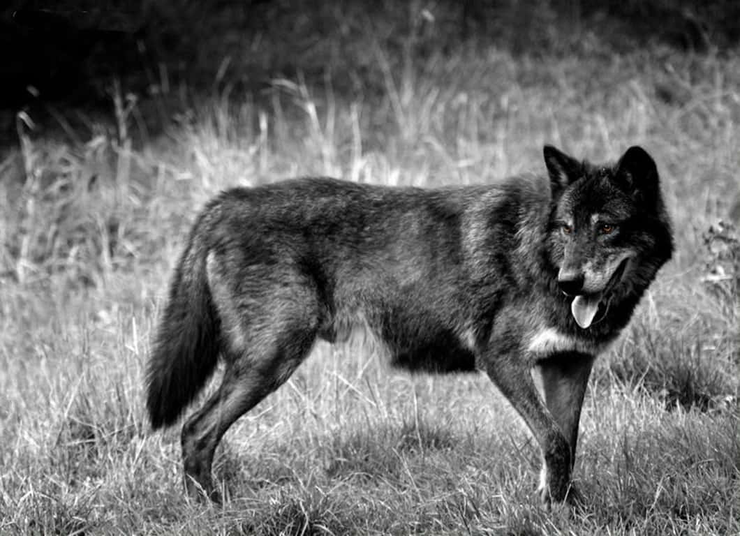 Majestic Timber Wolf In The Wilderness Wallpaper