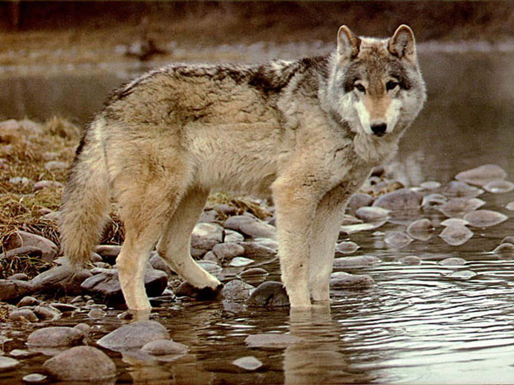 Majestic Timber Wolf In The Wilderness Wallpaper