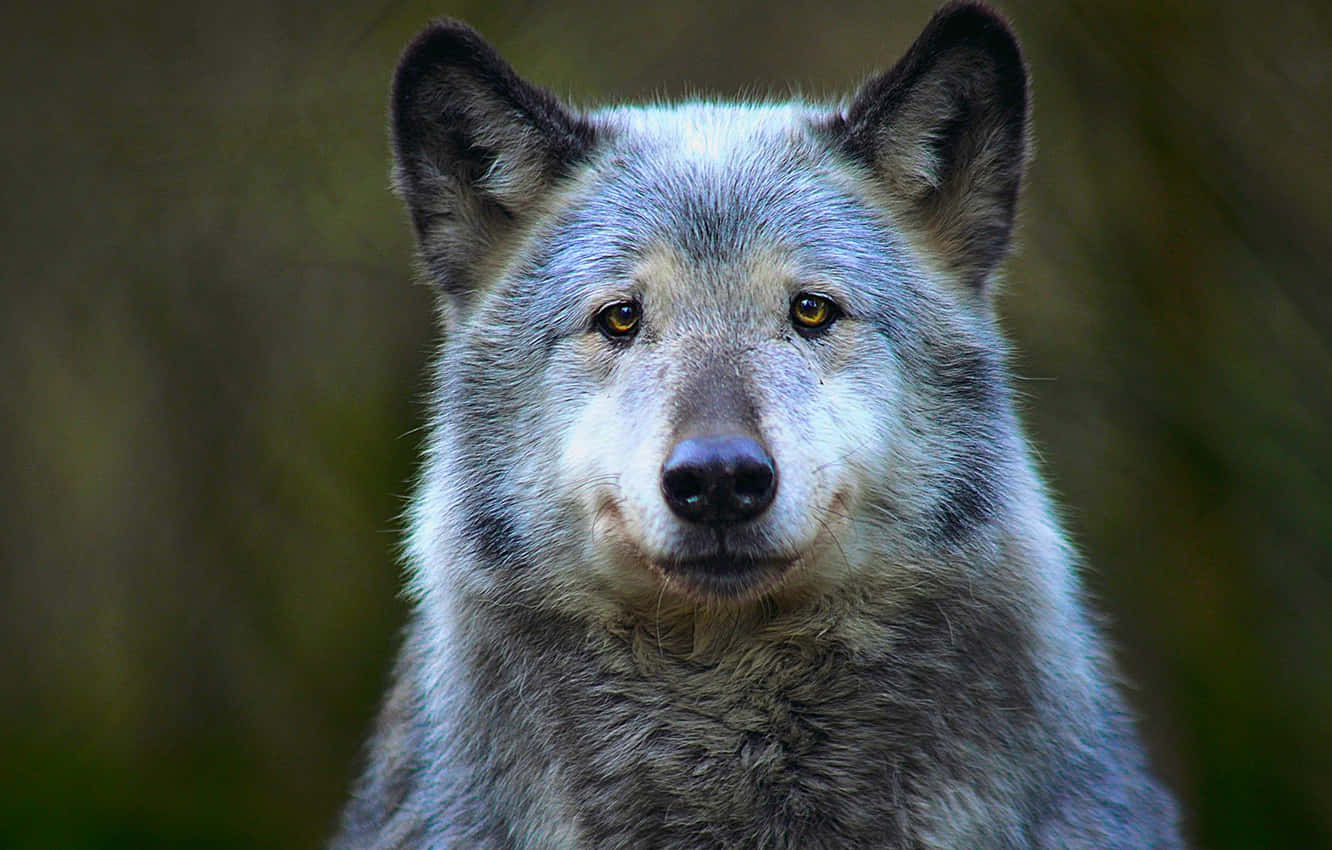 Majestic Timber Wolf In The Wilderness Wallpaper