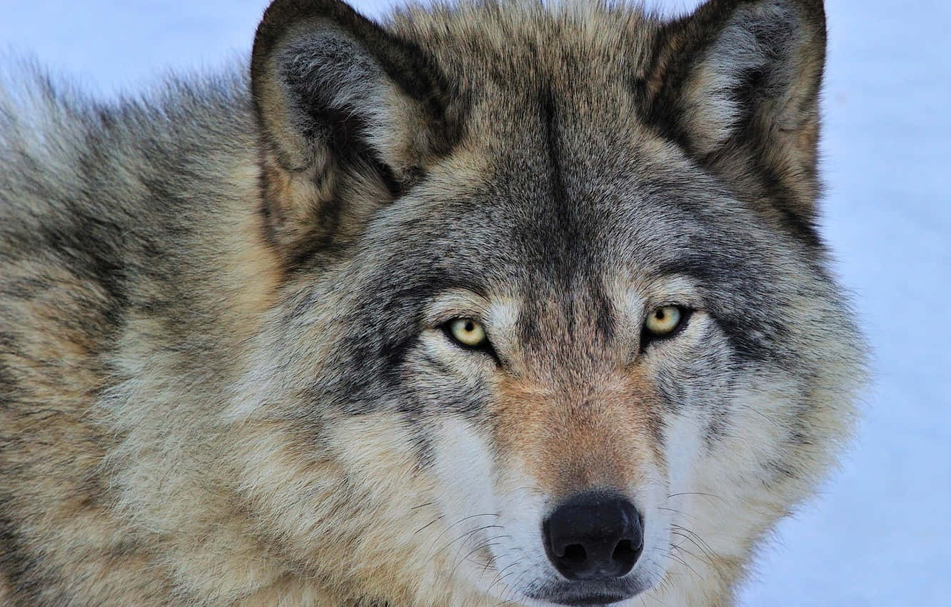 Majestic Timber Wolf Standing In Snow Wallpaper