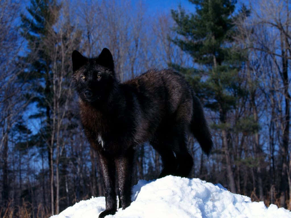 Majestic Timber Wolf Staring Intently Wallpaper