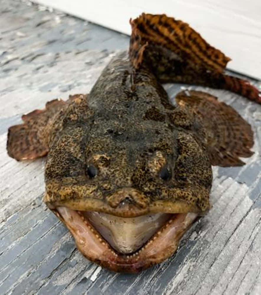 Majestic Toadfish Swimming Near Coral Reefs Wallpaper