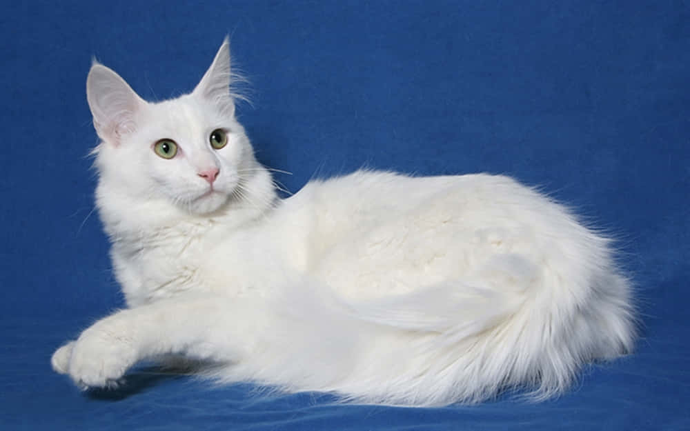 Majestic Turkish Angora Cat Lounging In Garden Wallpaper