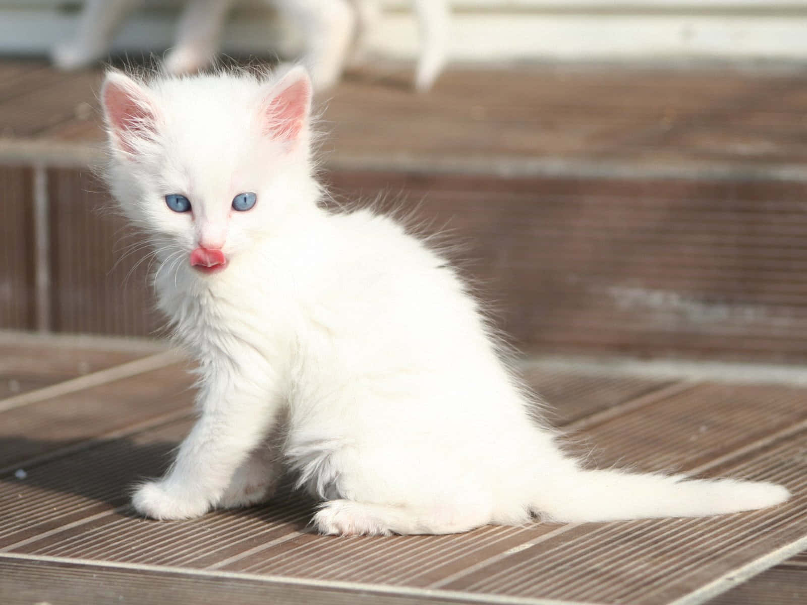 Majestic Turkish Angora Cat Lounging In Sunshine Wallpaper