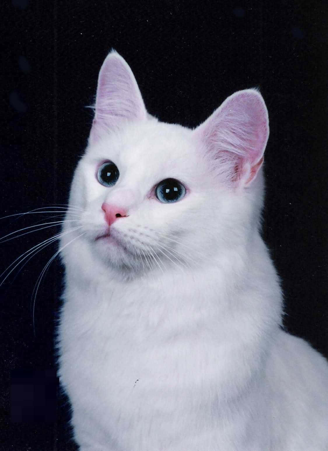 Majestic Turkish Angora Cat Lounging With Fluffy White Fur And Beautiful Blue Eyes Wallpaper