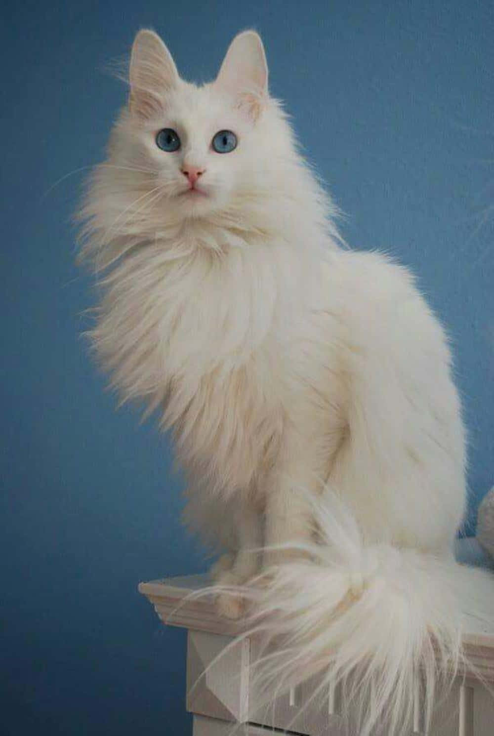 Majestic Turkish Angora Cat Posing Elegantly Wallpaper