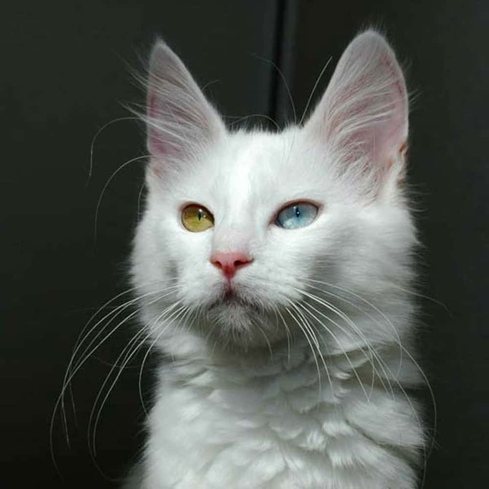 Majestic Turkish Angora Cat Posing Elegantly Wallpaper