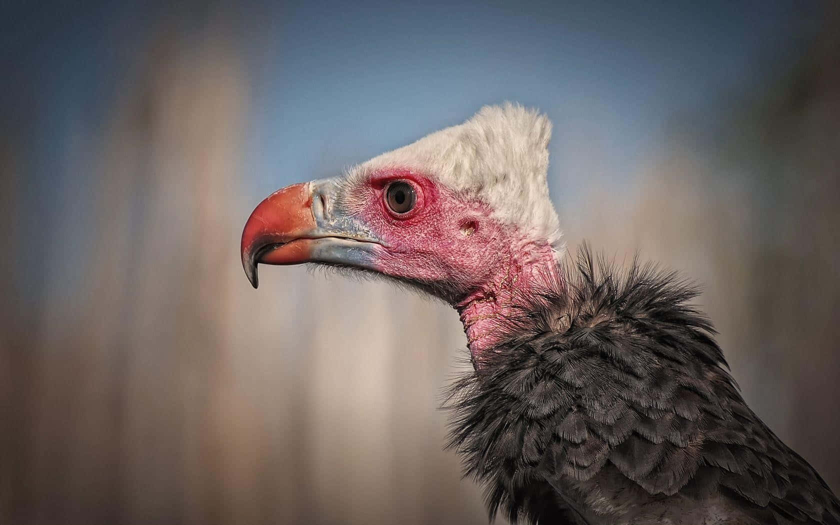 Majestic Vulture Portrait Wallpaper