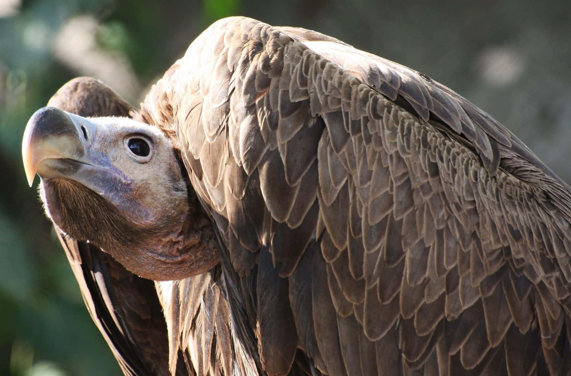 Majestic Vulture Portrait Wallpaper