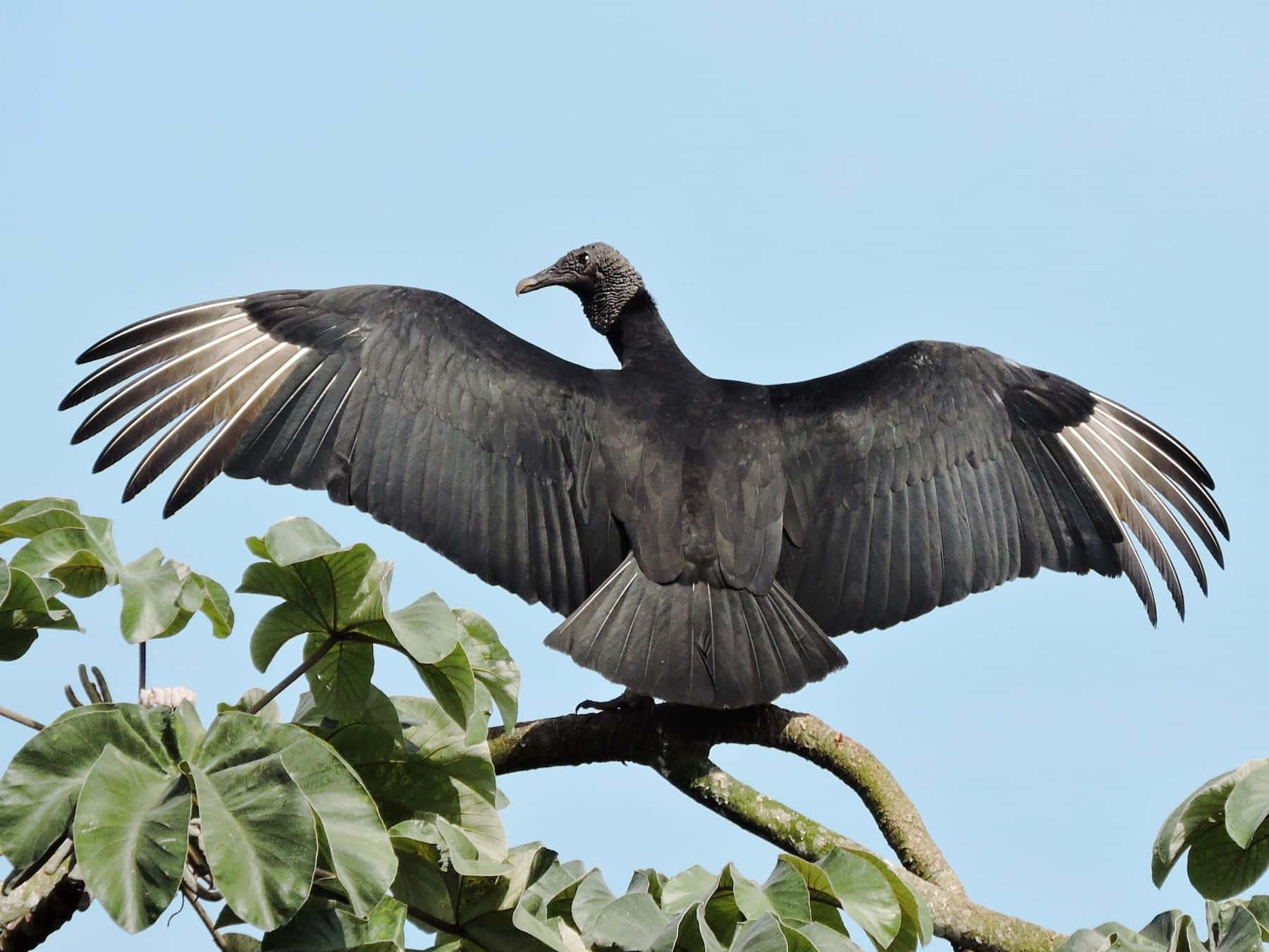 Majestic Vulture Spreading Wings Wallpaper