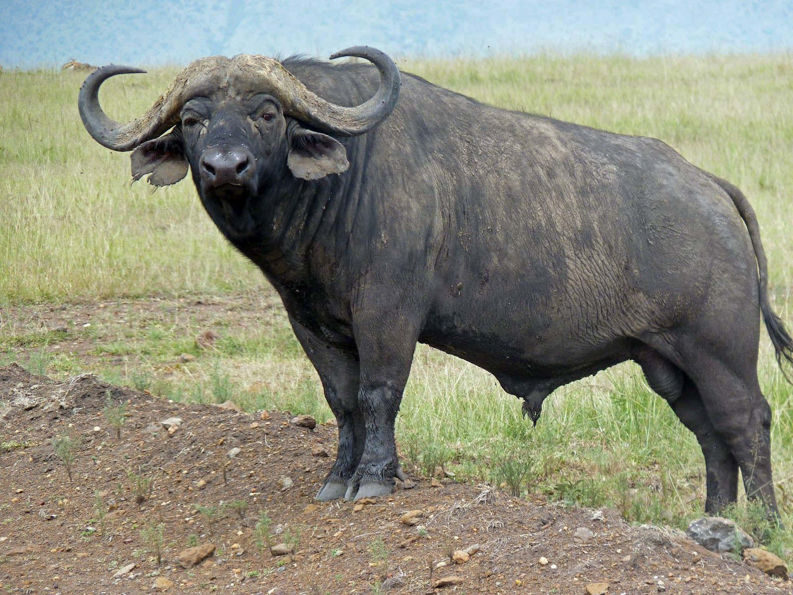 Majestic Water Buffalo Standing Field Wallpaper