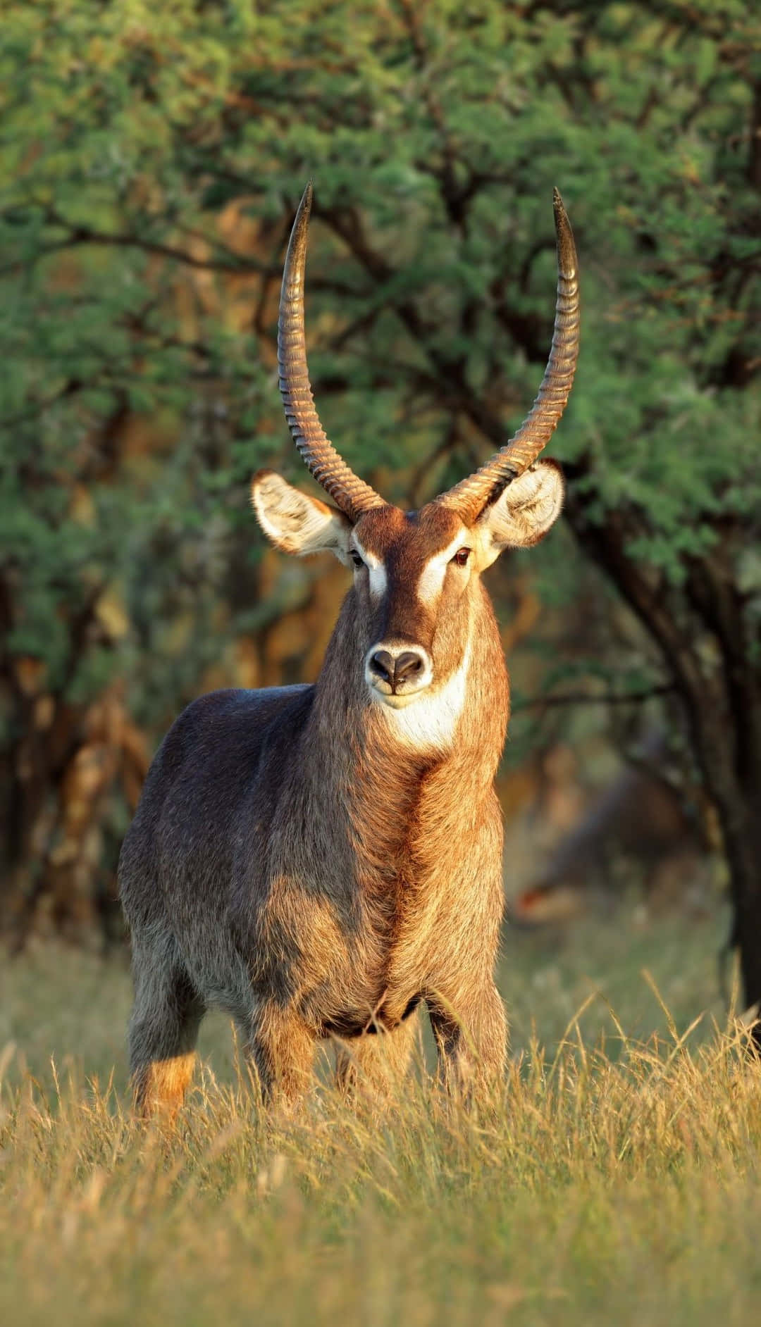 Majestic Waterbuck Standingin Savanna Wallpaper