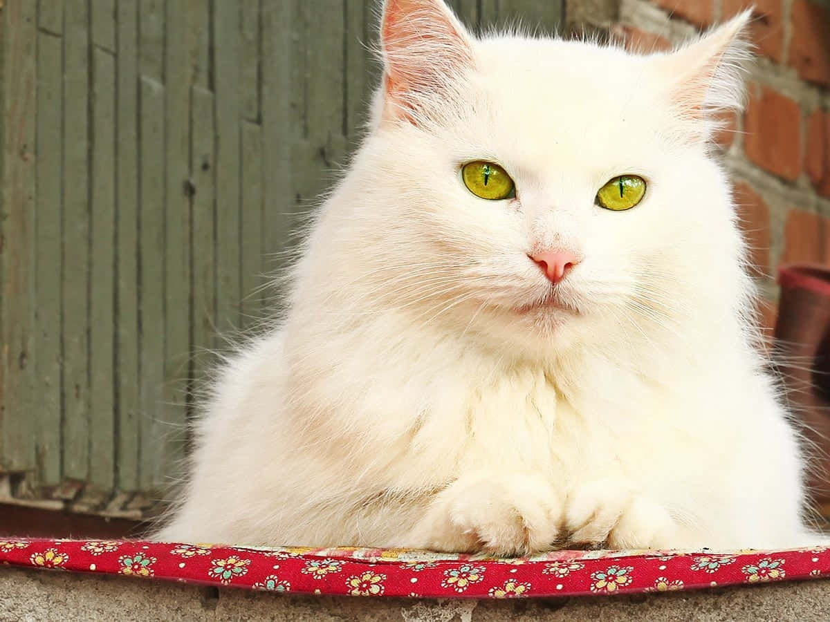 Majestic White Cat Green Eyes Wallpaper