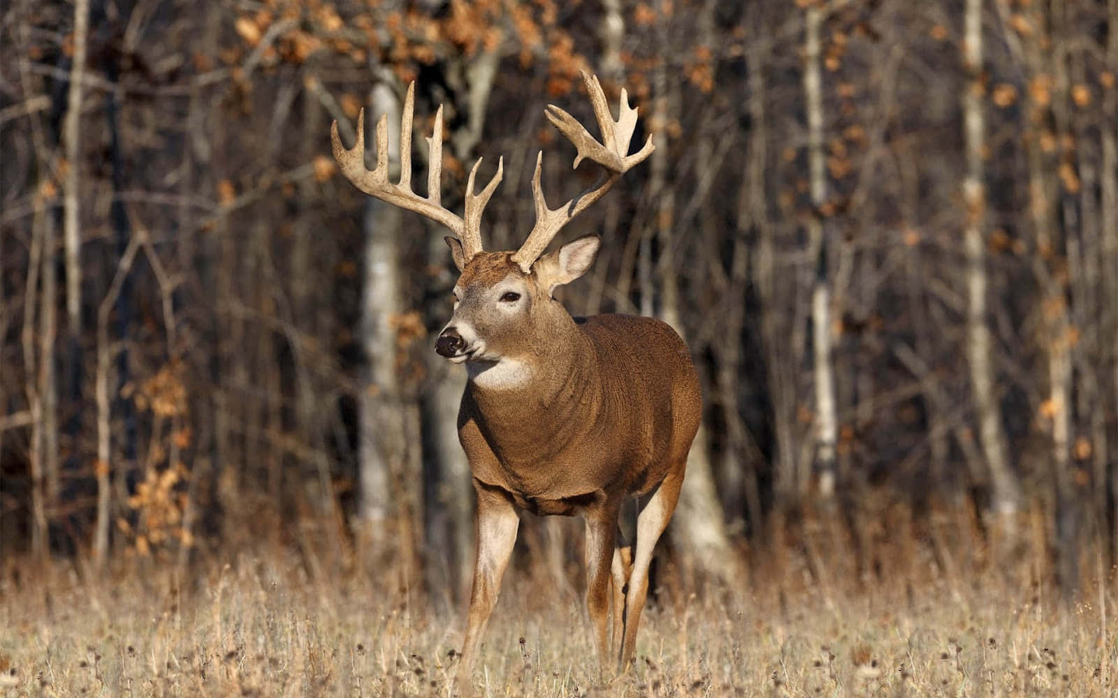 Majestic White-tailed Deer In The Wilderness Wallpaper