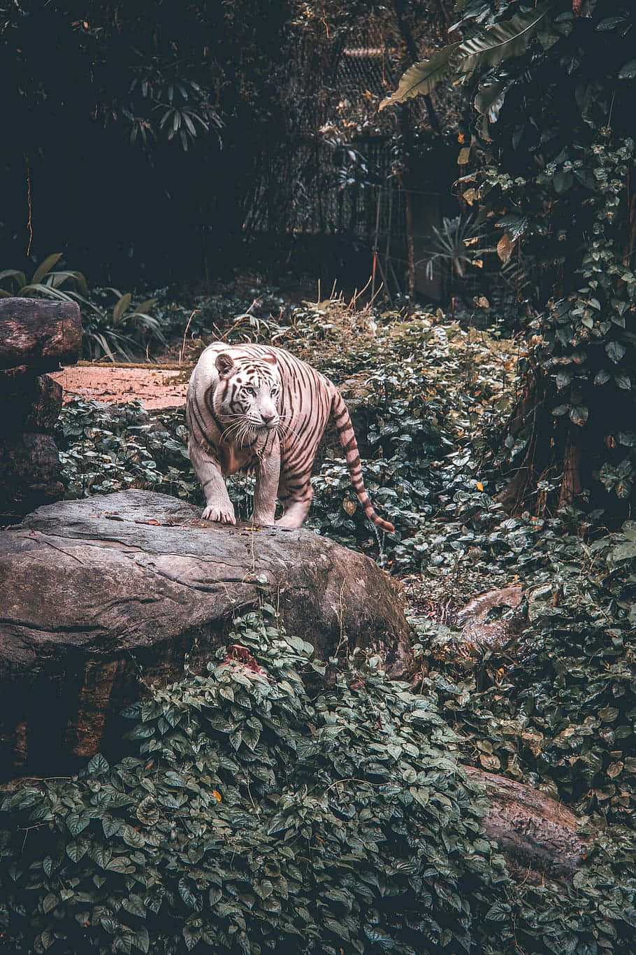 Majestic_ White_ Tiger_ Singapore_ Zoo.jpg Wallpaper