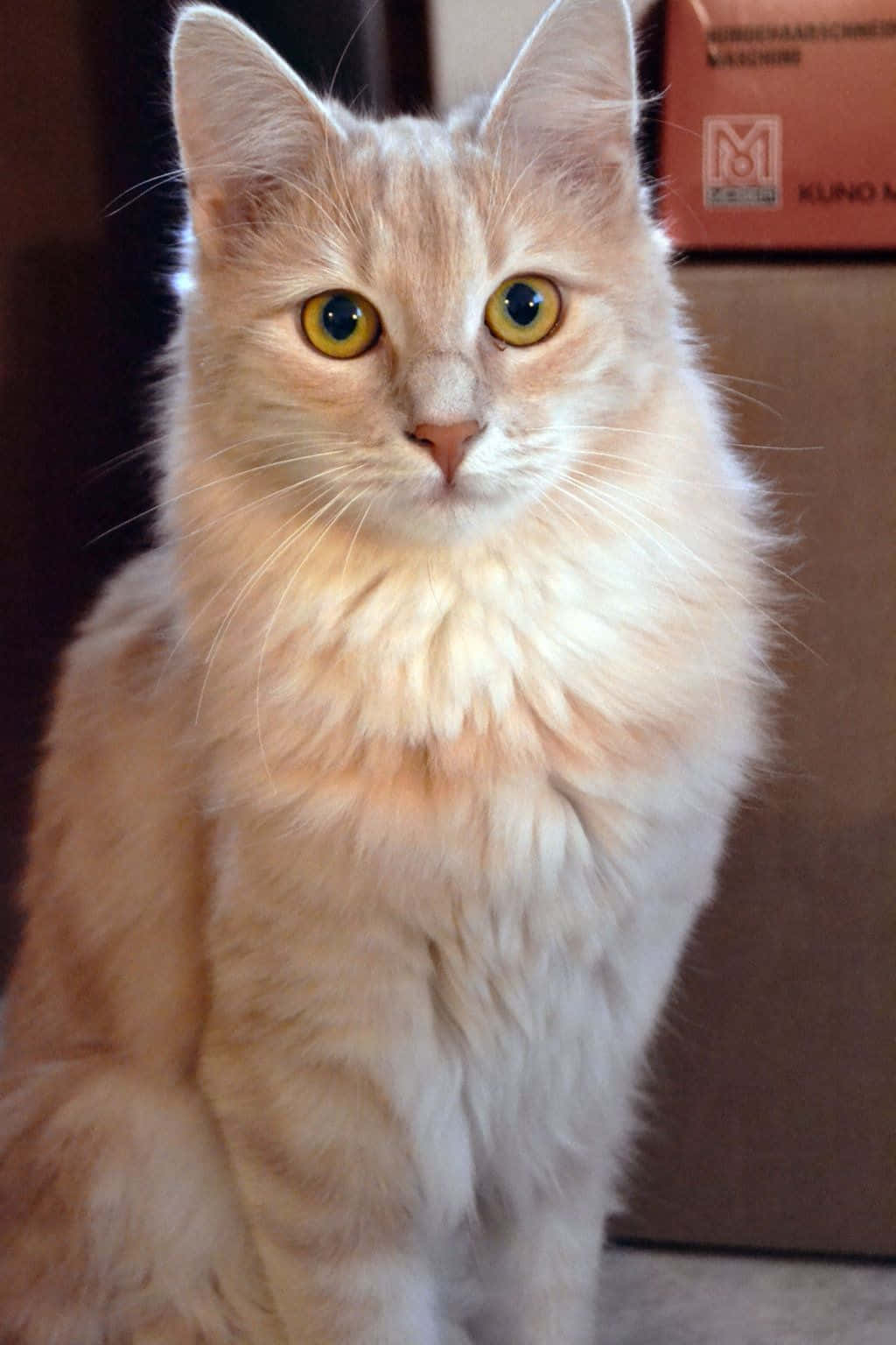 Majestic White Turkish Angora Cat On A Red Carpet Wallpaper