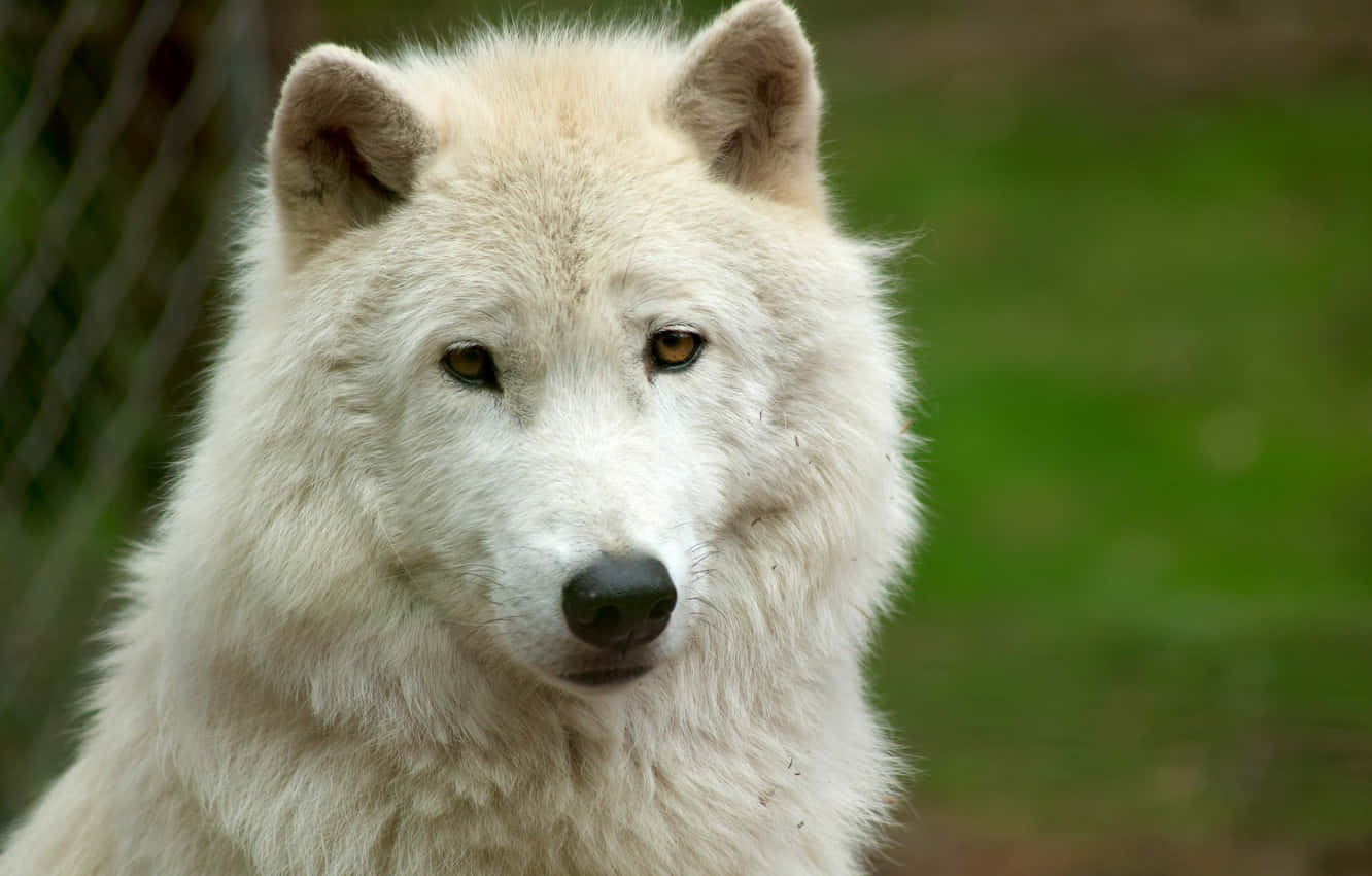 Majestic White Wolf In A Snowy Forest Environment Wallpaper