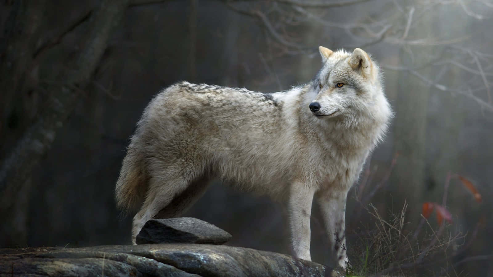 Majestic White Wolf In A Snowy Landscape Wallpaper