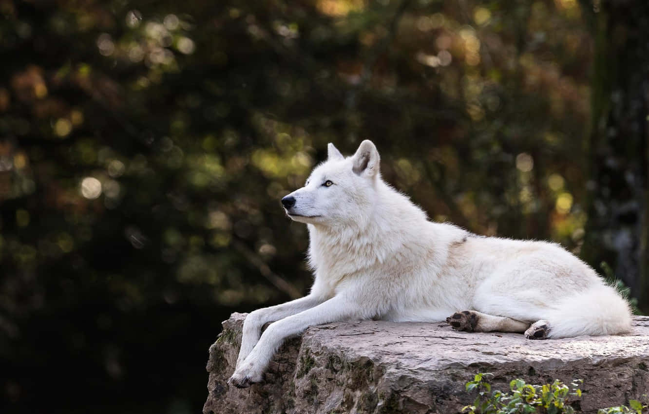 Majestic White Wolf In A Snowy Landscape Wallpaper