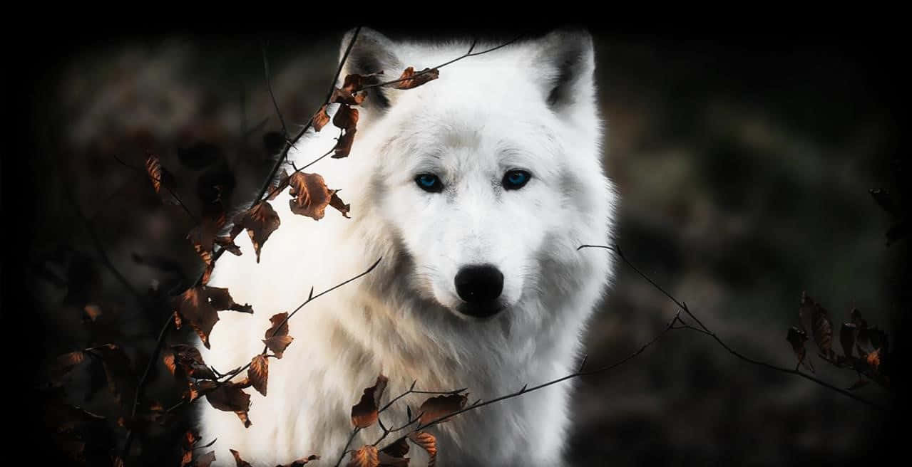 Majestic White Wolf In A Snowy Landscape Wallpaper