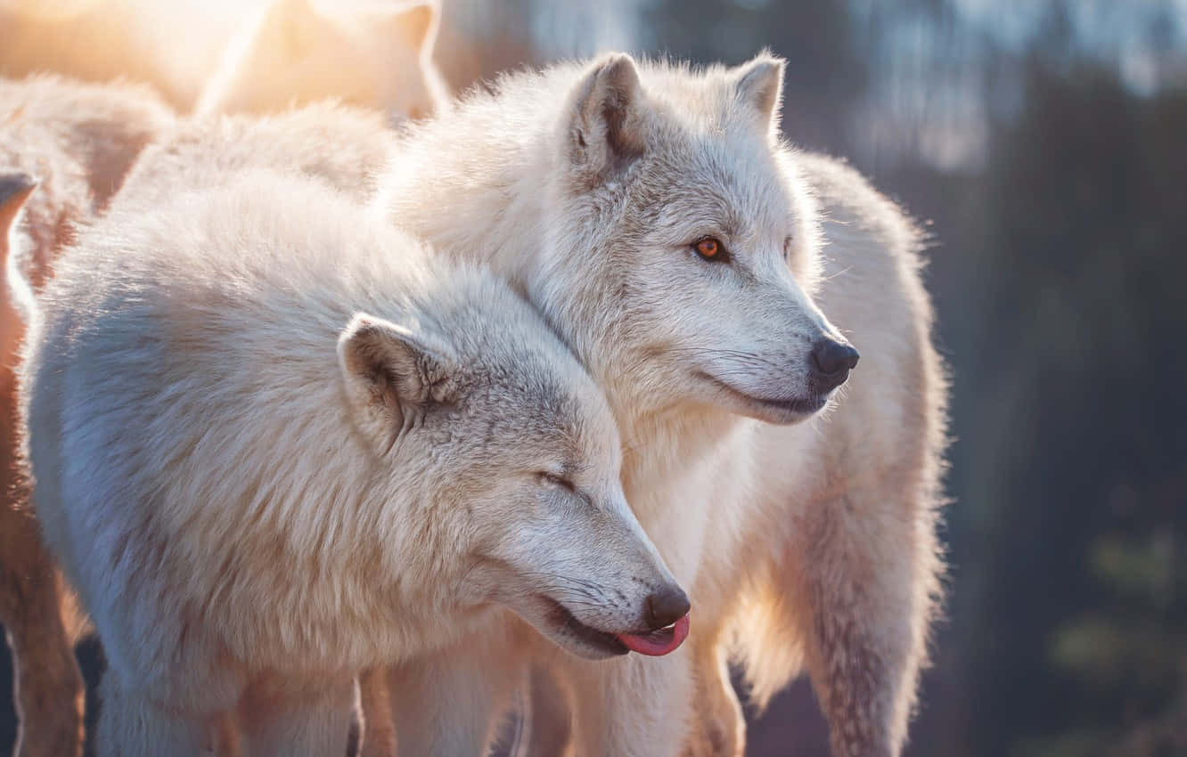 Majestic White Wolf In A Snowy Landscape Wallpaper