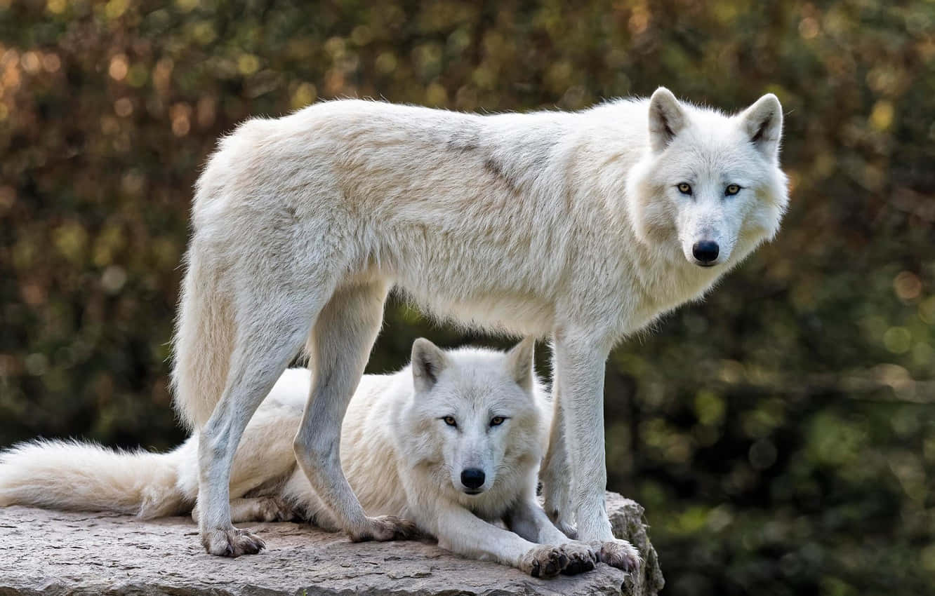 Majestic White Wolf In Natural Surroundings Wallpaper