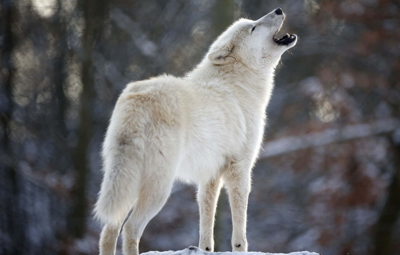 Majestic White Wolf In Snowy Forest Wallpaper