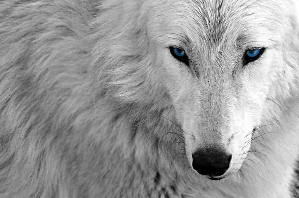 Majestic White Wolf In Snowy Wilderness Wallpaper