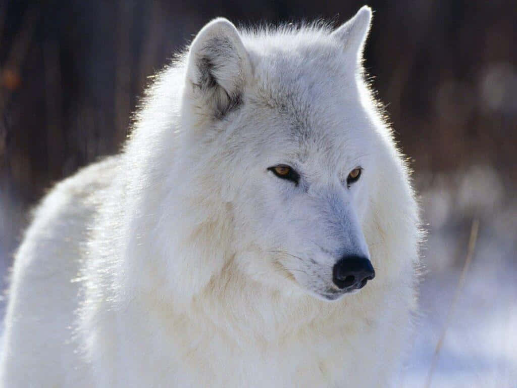 Majestic White Wolf In Snowy Wilderness Wallpaper