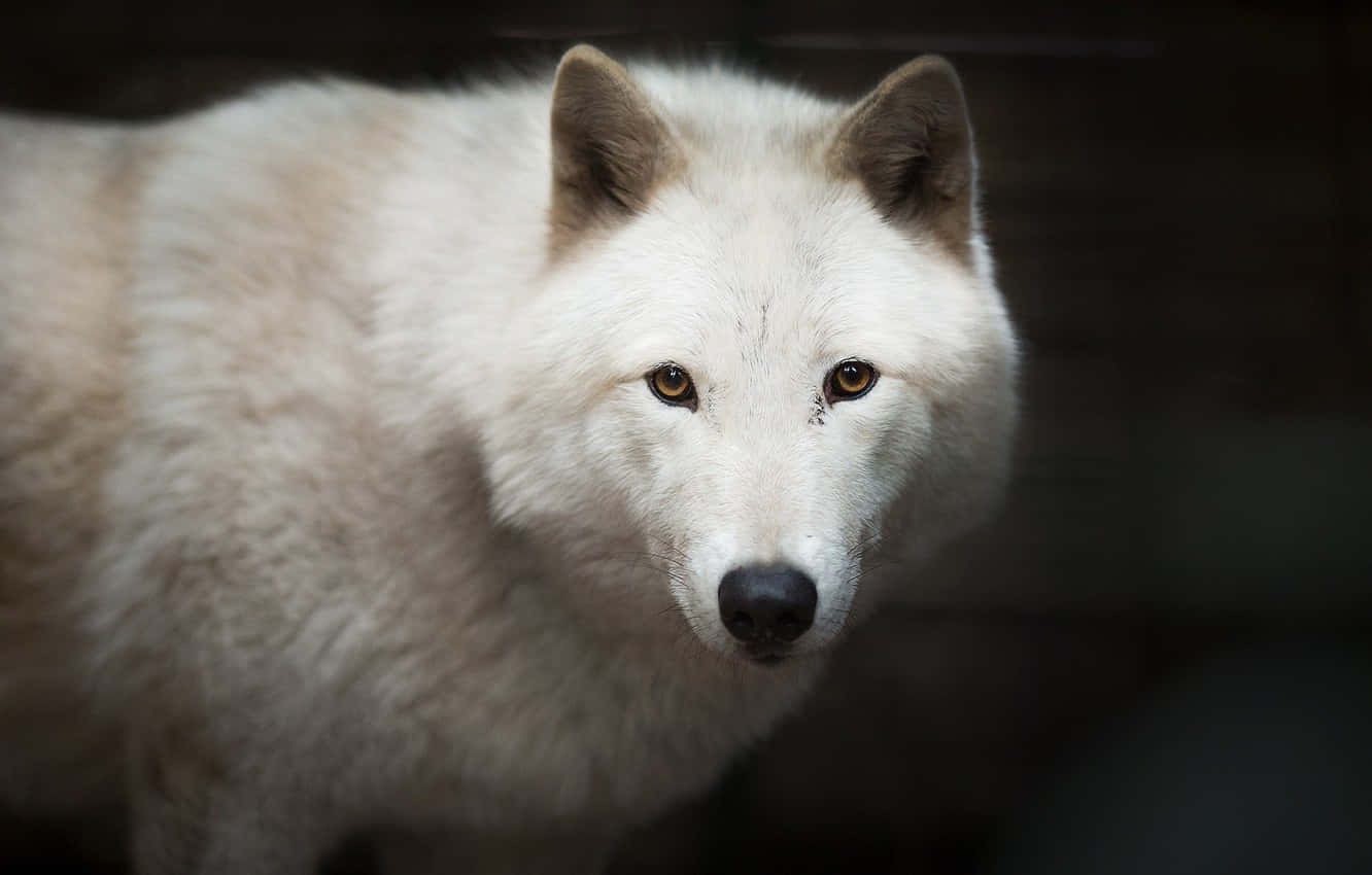 Majestic White Wolf In The Wild Wallpaper